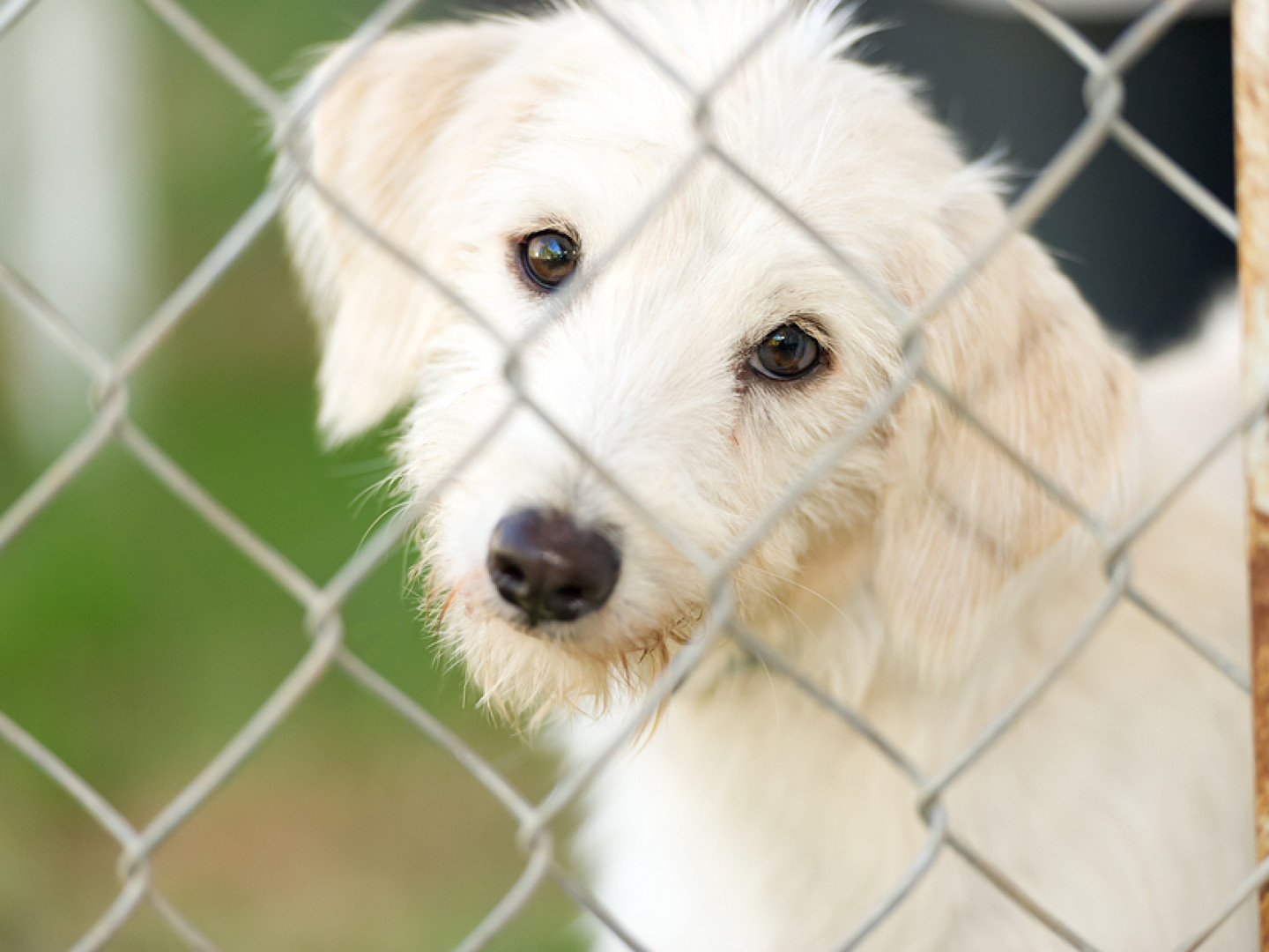 Custom Made Dog Kennels Duson, Youngsville, LA Double W Fence Co.